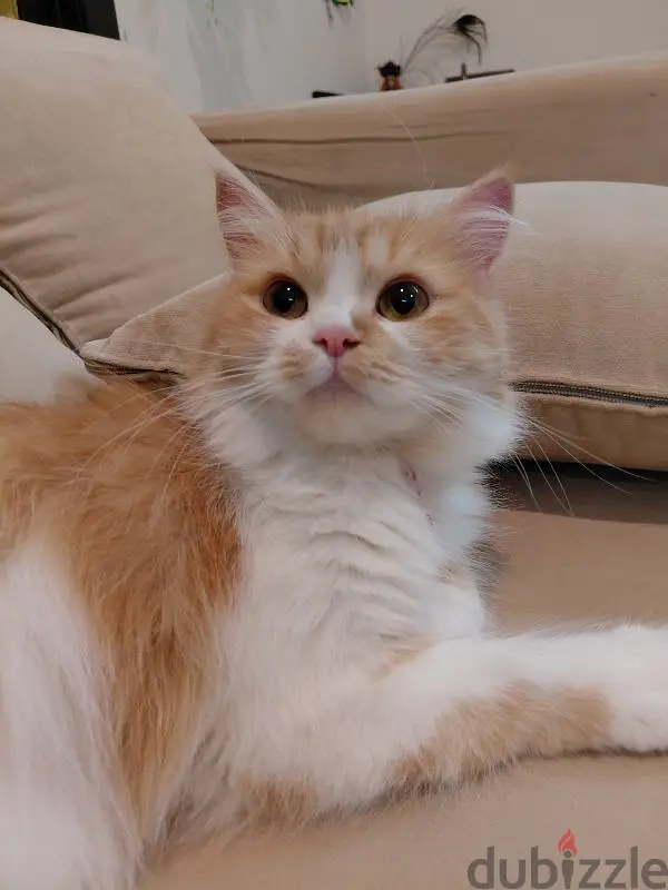 CAT FOR SALE