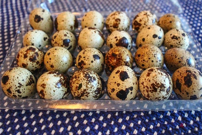 organic chicken eggs urgent for sale. . 1