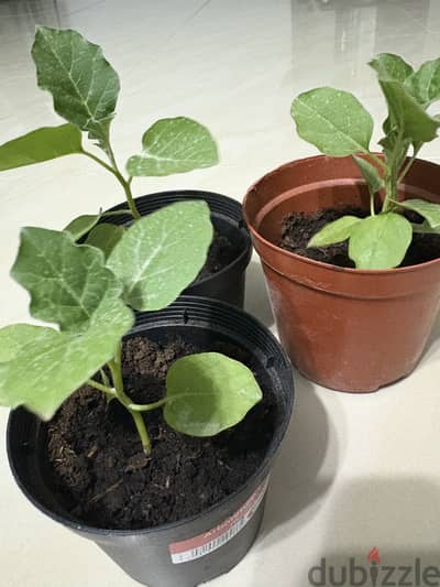 Eggplant (Brinjal) plant for Sale
