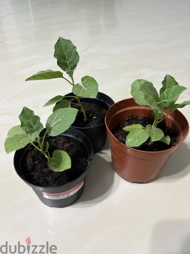 Eggplant (Brinjal) plant for Sale 1