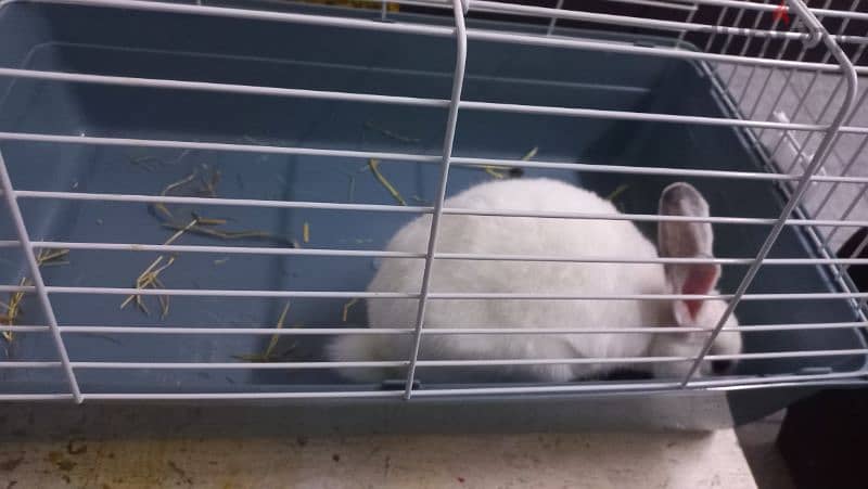 rabbit 1