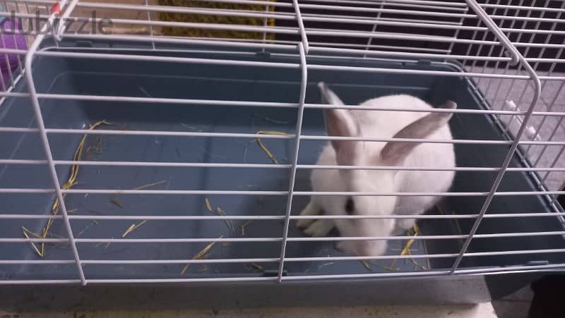 rabbit 2