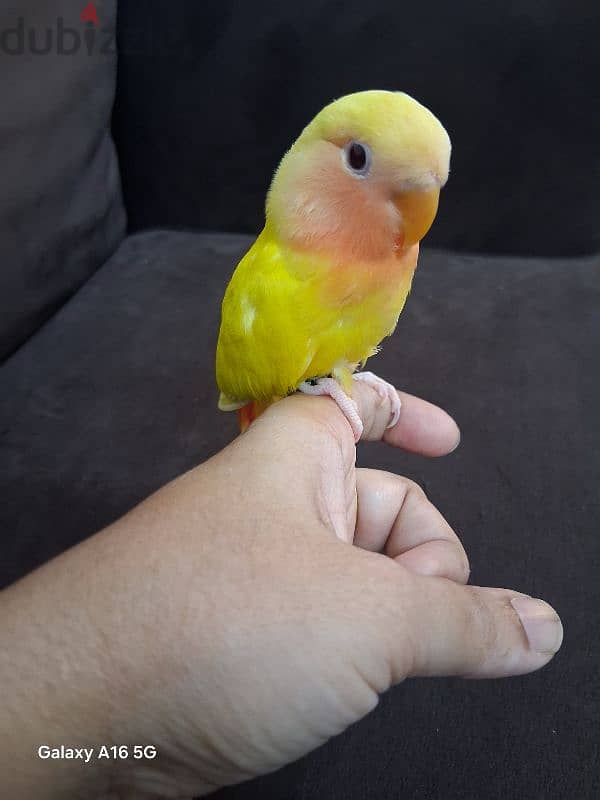 tamed love bird urgent for sale 2