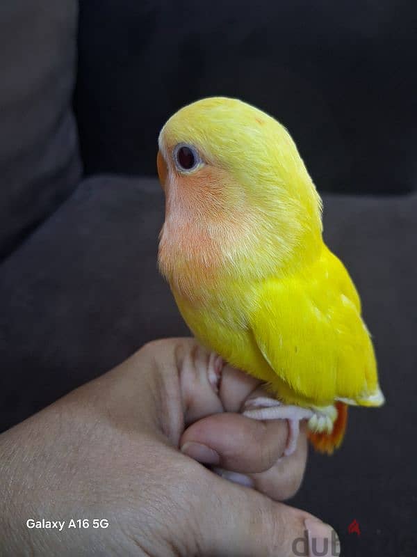 tamed love bird urgent for sale 3
