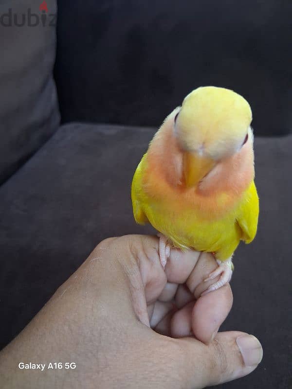 tamed love bird urgent for sale 5