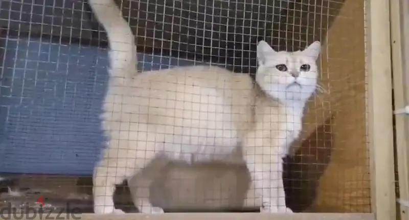 White cat