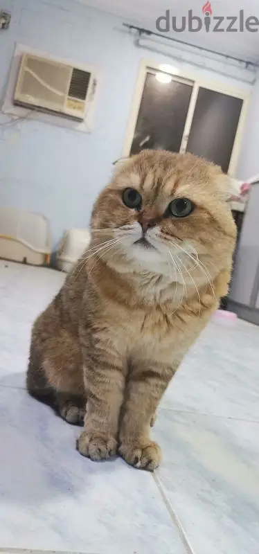 cat brown