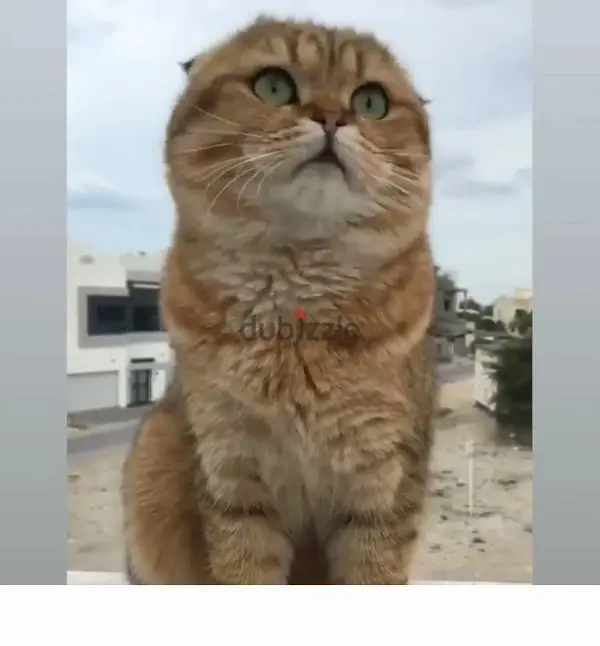 cat brown64179337668610121