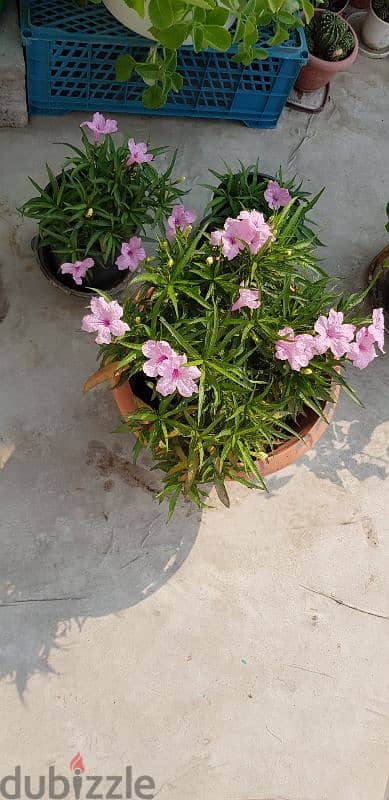 Pink Putonia 1