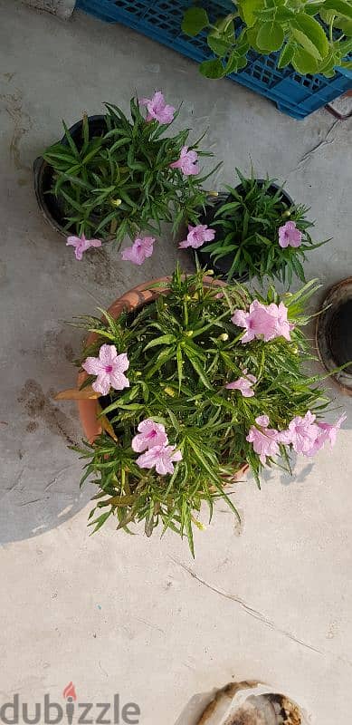 Pink Putonia 2
