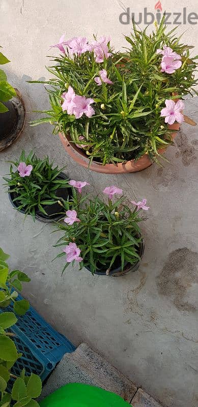 Pink Putonia 3