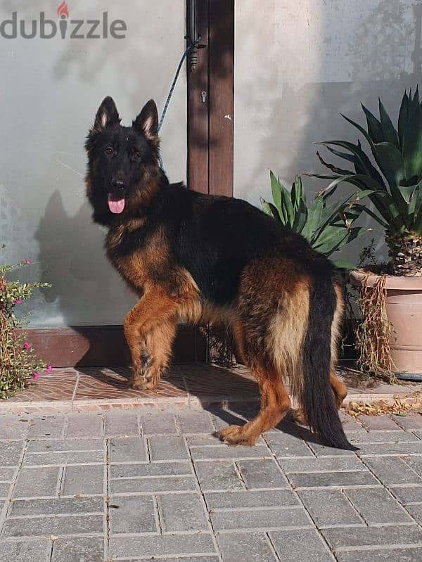German sheprd long hair top level available for sell - Dogs - 105576832