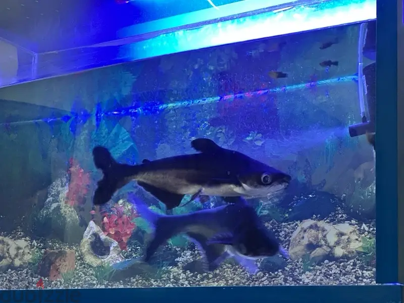 Good quality shark