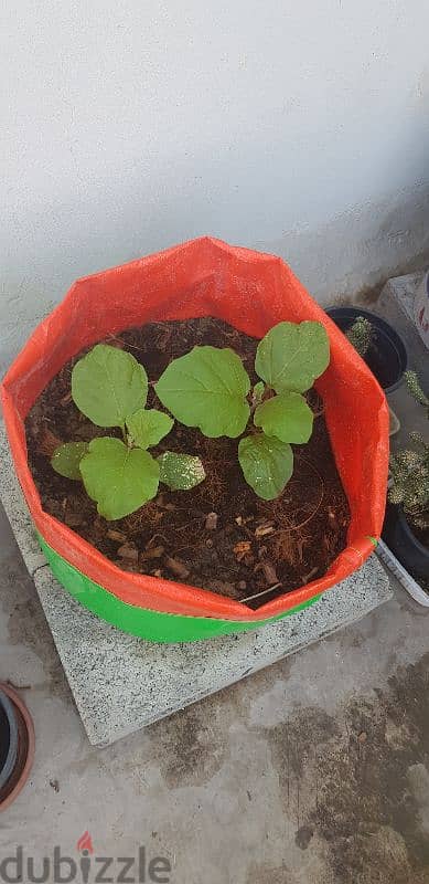 Grow Bags 7