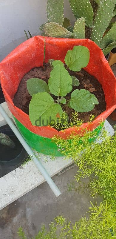 Grow Bags 8