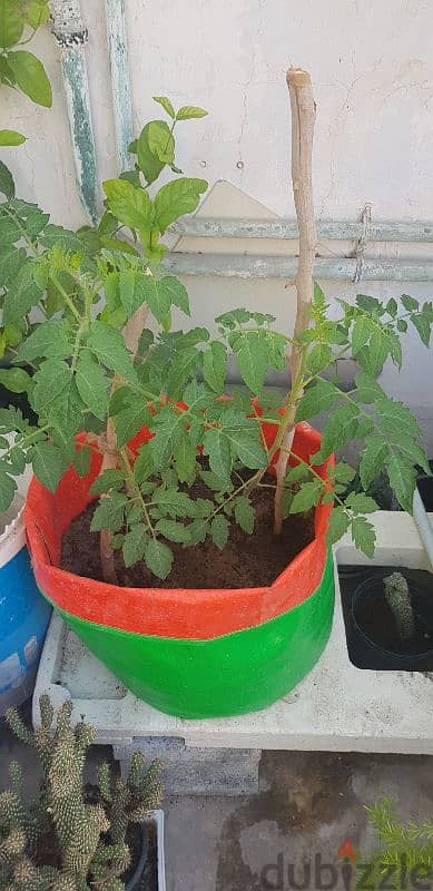 Grow Bags 9