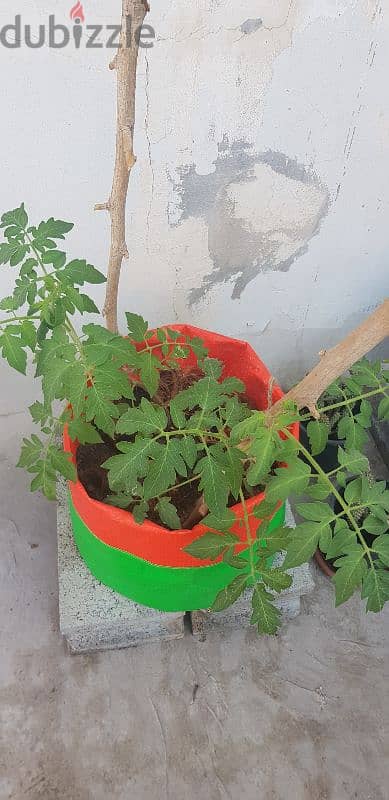 Grow Bags 10