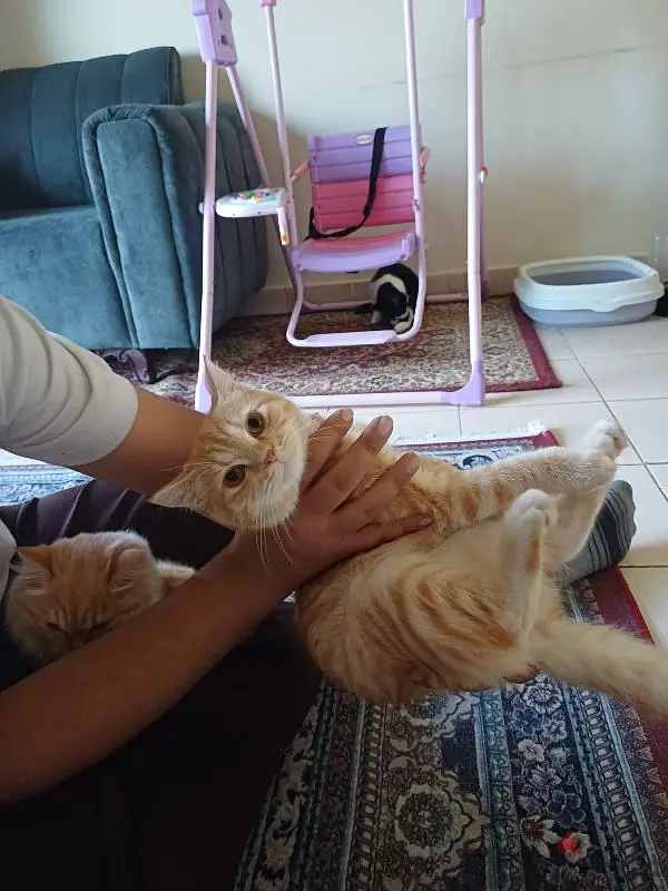 adorable cats up for adoption