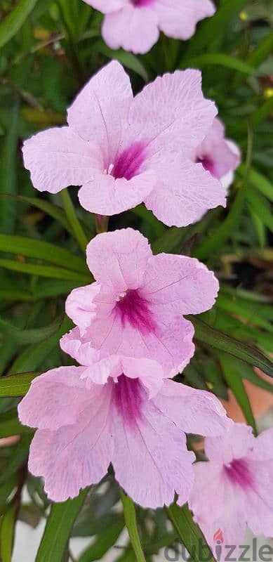 Pink Putonia
