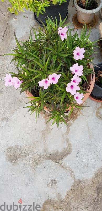 Pink Putonia 4