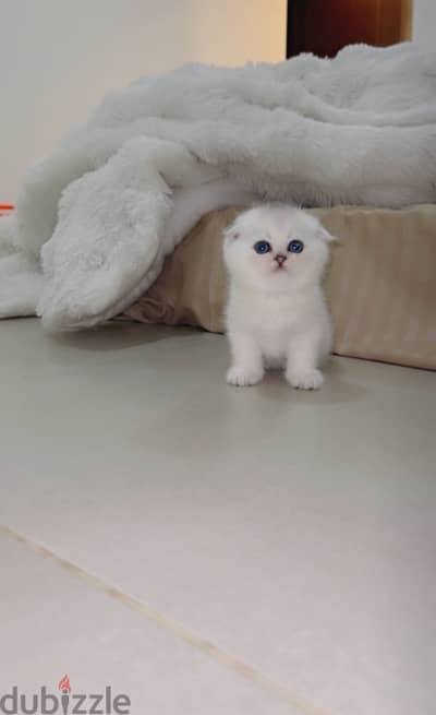 silver Scottish kitten/ سكوتش سيلفر كتن