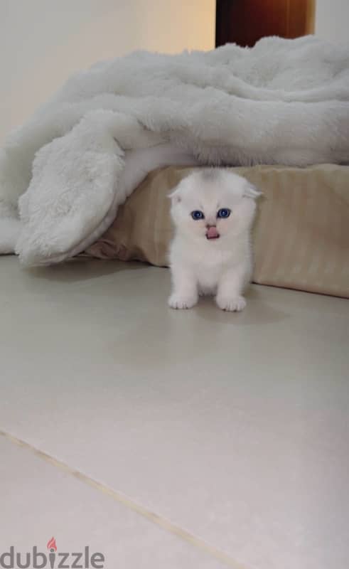 silver Scottish kitten/ سكوتش سيلفر كتن 1