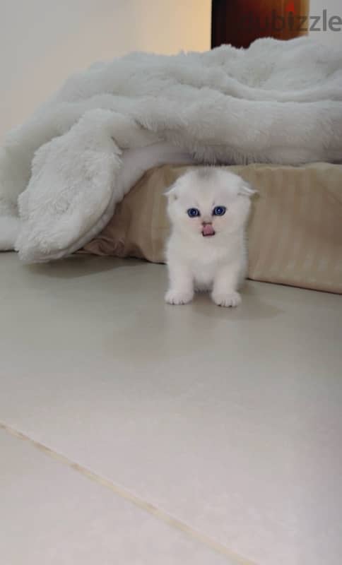 silver Scottish kitten/ سكوتش سيلفر كتن 2