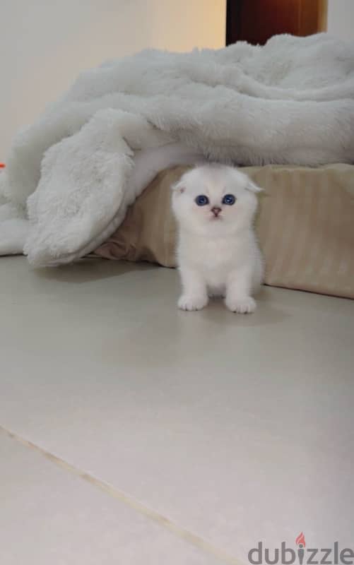 silver Scottish kitten/ سكوتش سيلفر كتن 3