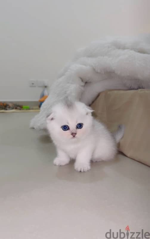 silver Scottish kitten/ سكوتش سيلفر كتن 4