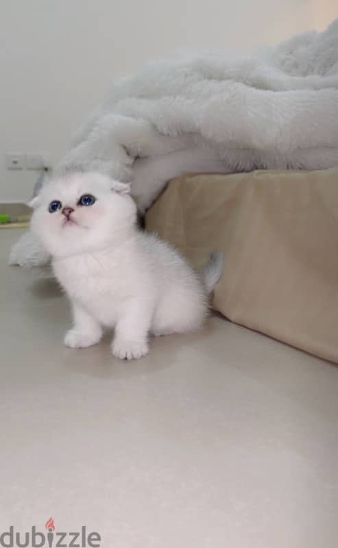 silver Scottish kitten/ سكوتش سيلفر كتن 5