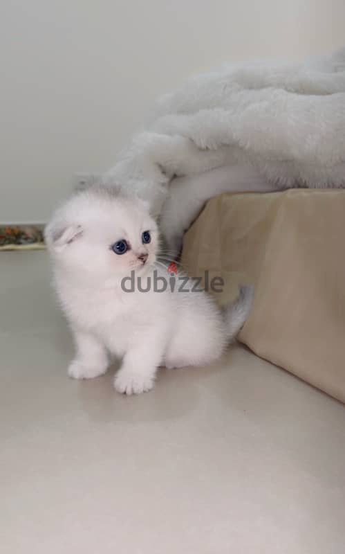silver Scottish kitten/ سكوتش سيلفر كتن 6