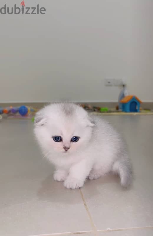 silver Scottish kitten/ سكوتش سيلفر كتن 7