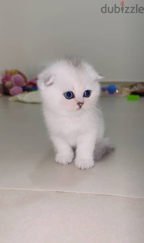 silver Scottish kitten/ سكوتش سيلفر كتن 8