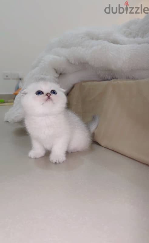 silver Scottish kitten/ سكوتش سيلفر كتن 9