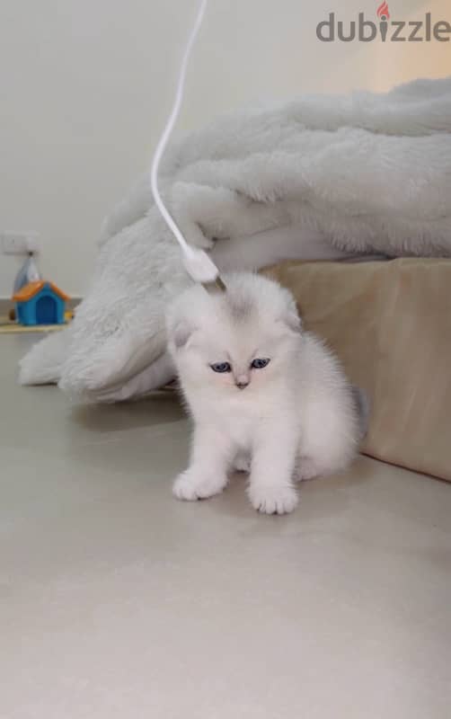 silver Scottish kitten/ سكوتش سيلفر كتن 10