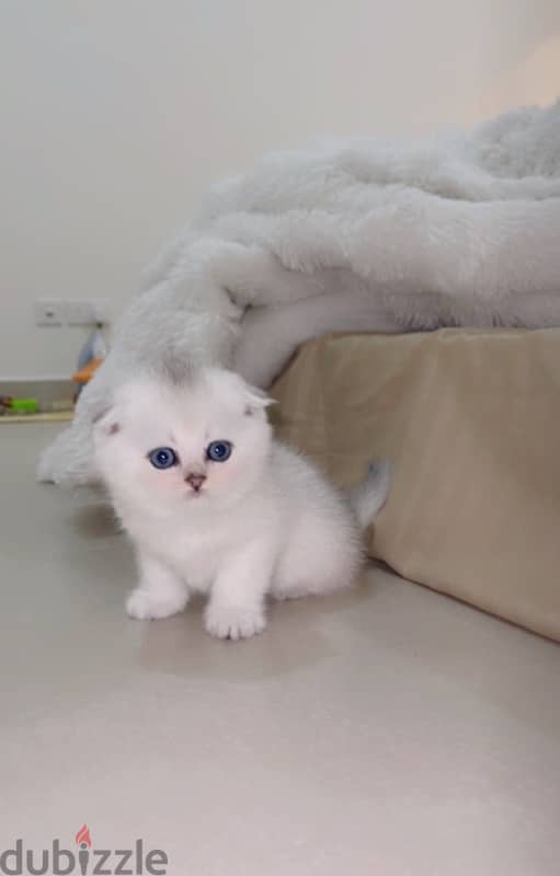 silver Scottish kitten/ سكوتش سيلفر كتن 11