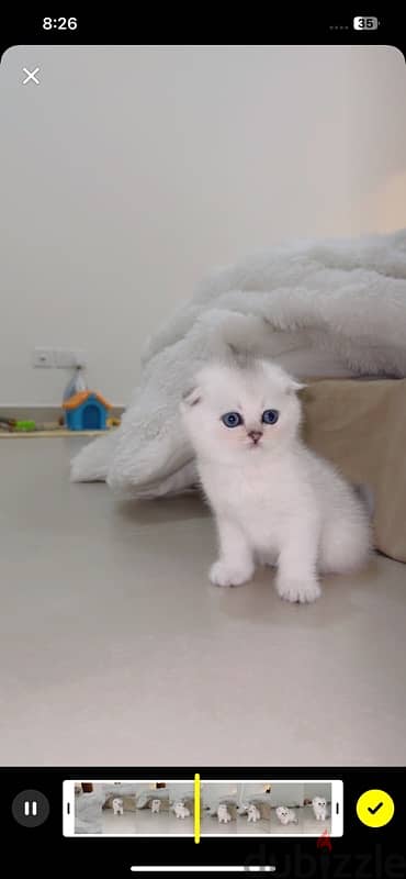 silver Scottish kitten/ سكوتش سيلفر كتن 12