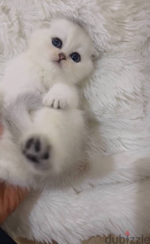 silver Scottish kitten/ سكوتش سيلفر كتن 13