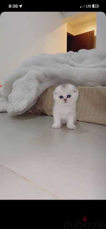 silver Scottish kitten/ سكوتش سيلفر كتن 14