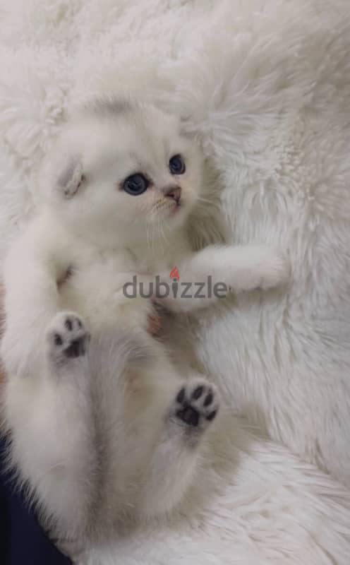silver Scottish kitten/ سكوتش سيلفر كتن 15