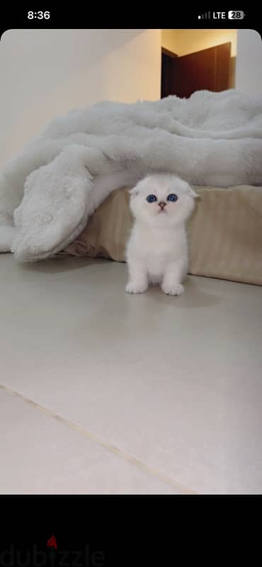 silver Scottish kitten/ سكوتش سيلفر كتن 16