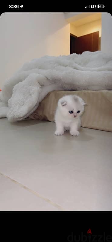 silver Scottish kitten/ سكوتش سيلفر كتن 17