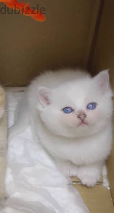 cute Scottish kitten/ كتن سكوتش كيوت