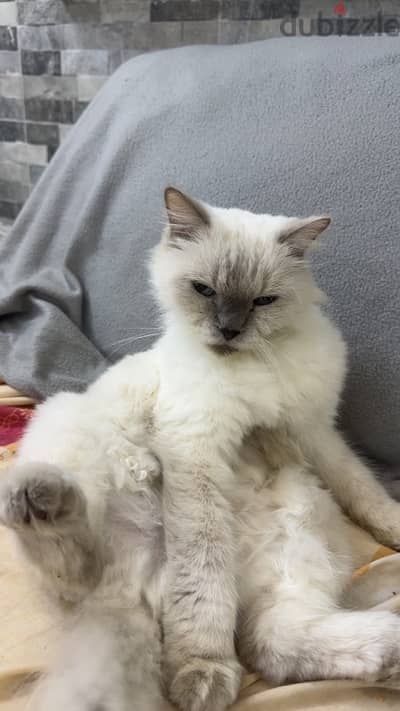 for adoption للتبني