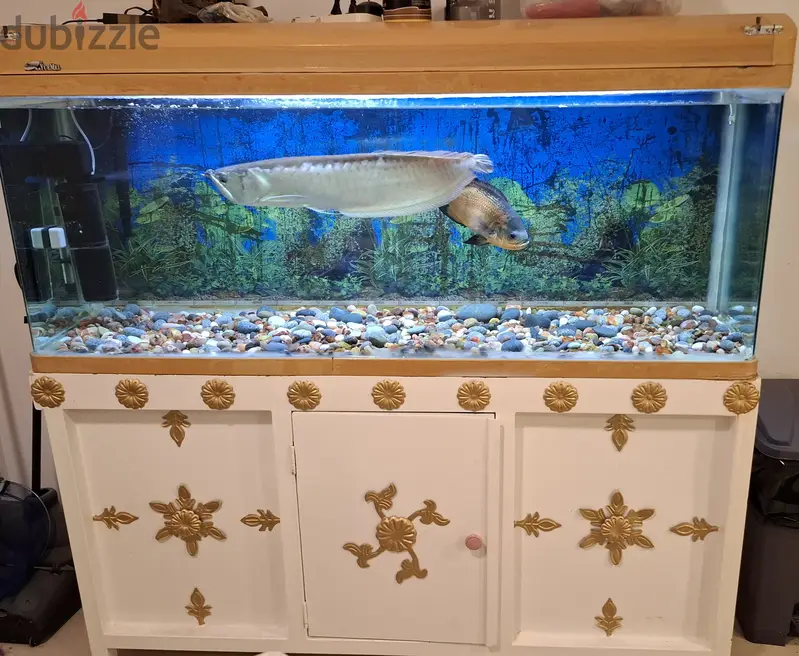 5 feet aquarium 300 litre tank