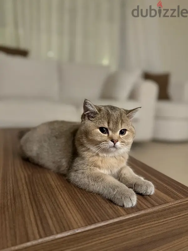 قط للبيع64582494648451121