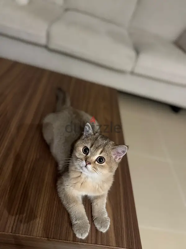 قط للبيع64582494648451122
