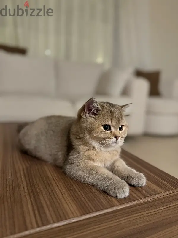 قط للبيع64582494648451123