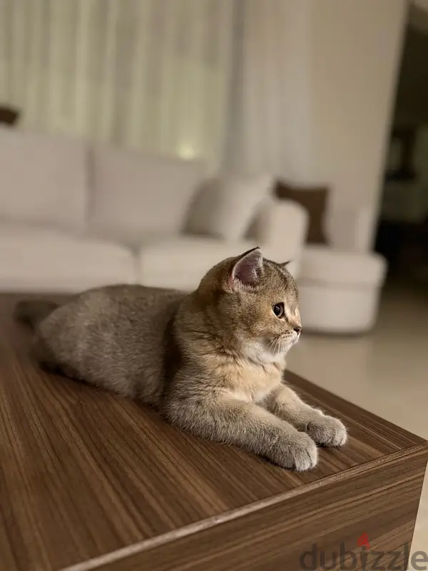 قط للبيع64582494648451124