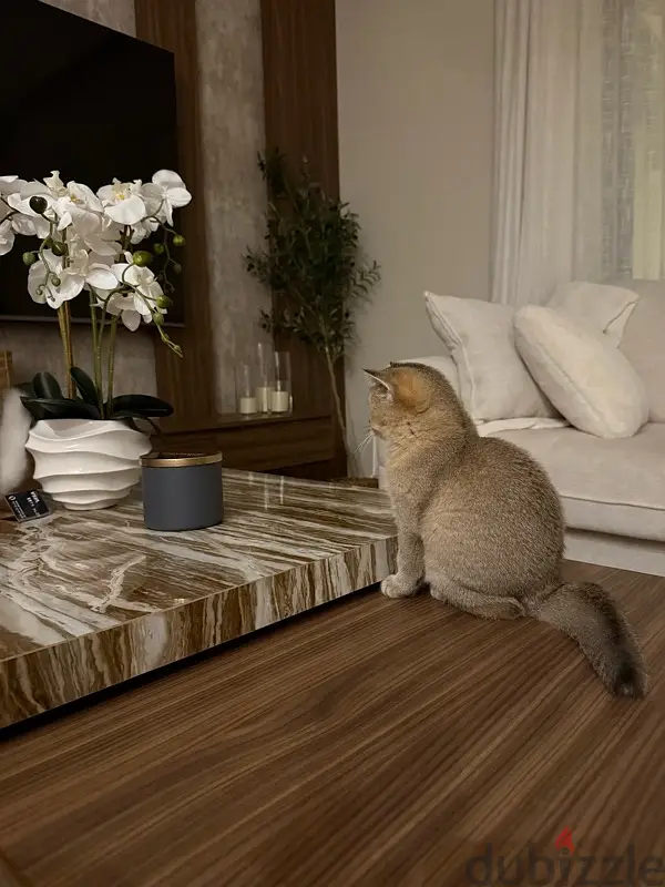 قط للبيع64582494648451125